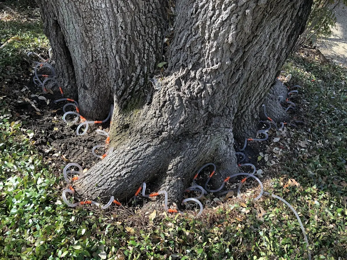 Detailed Shrub and Hedge Trimming job site in Bishop Hill