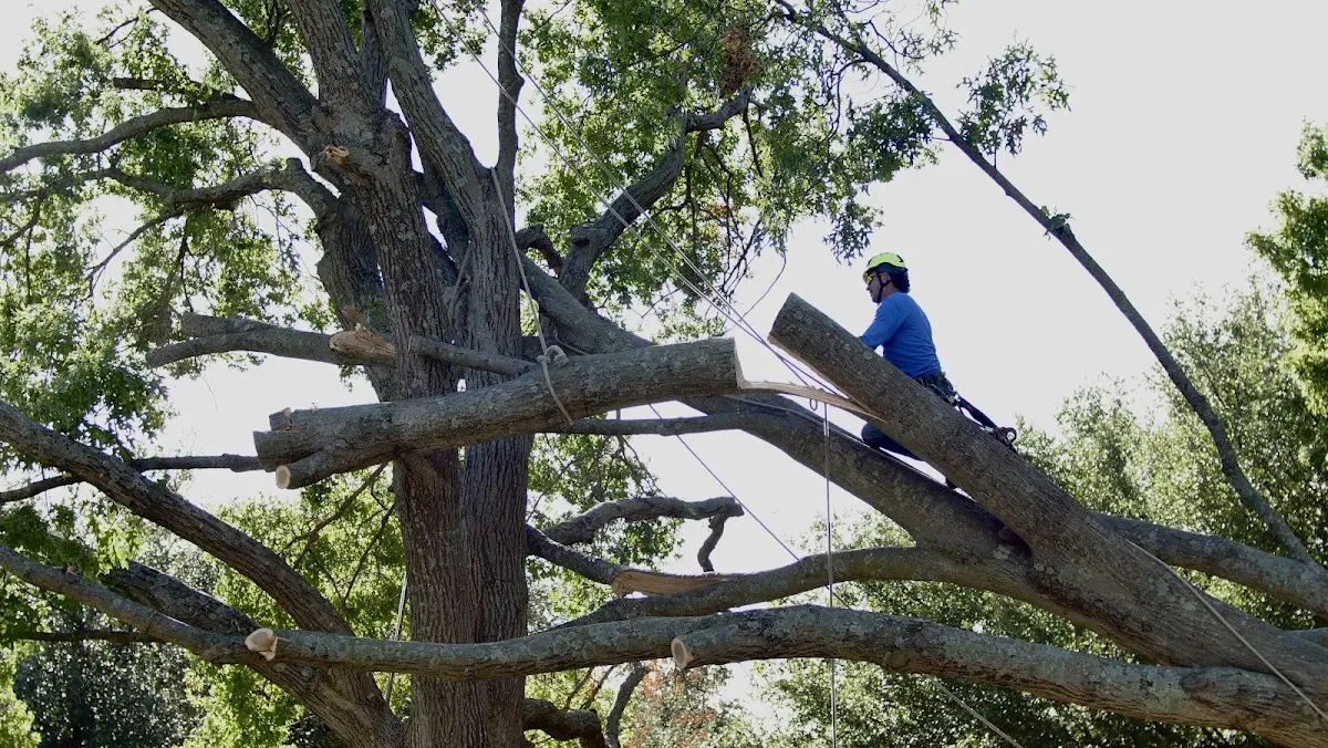 Professional Crown Thinning performed by certified arborists in Bishop Hill