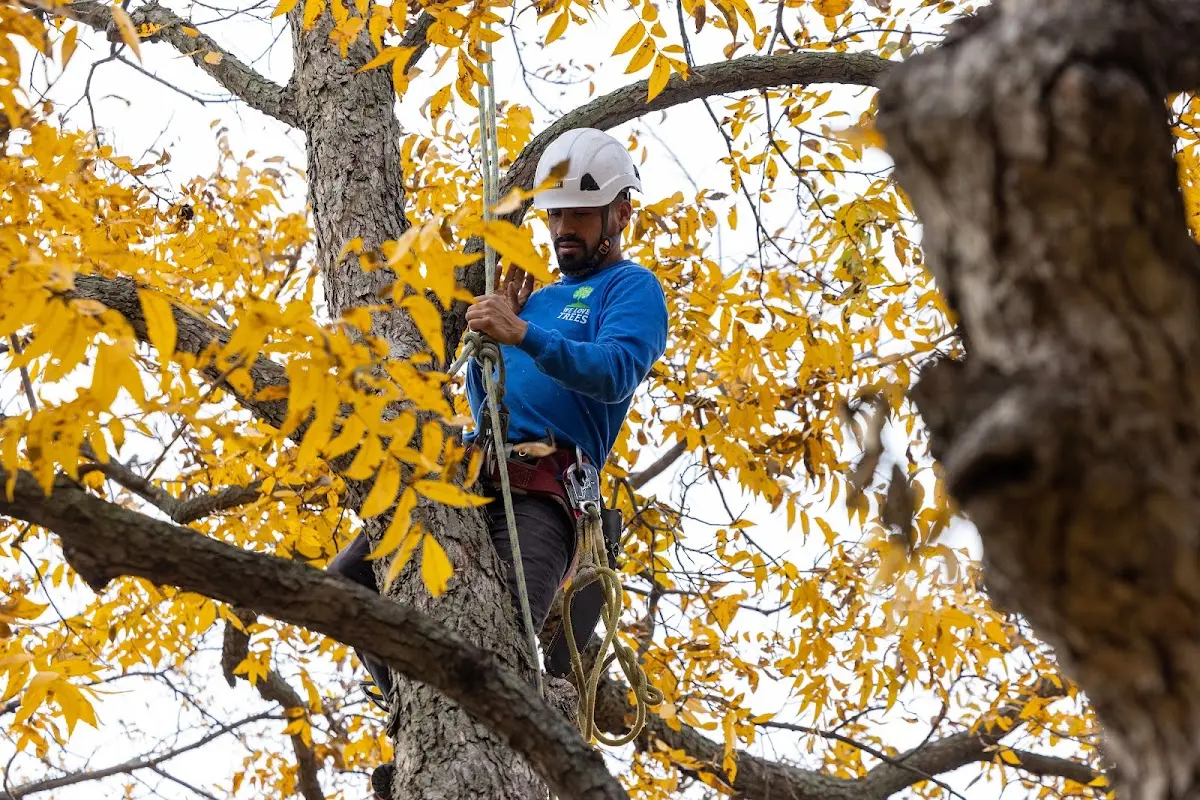 Skilled Tree Trimming crew working in Bishop Hill